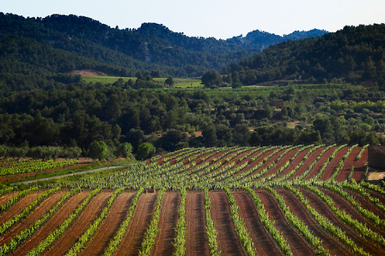 CÉRVOLES CELLER - photo 0