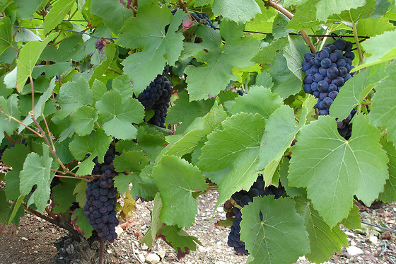 Champagne Perron-Beauvineau - photo 6