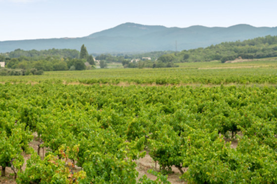 Domaine de Montine - photo 14