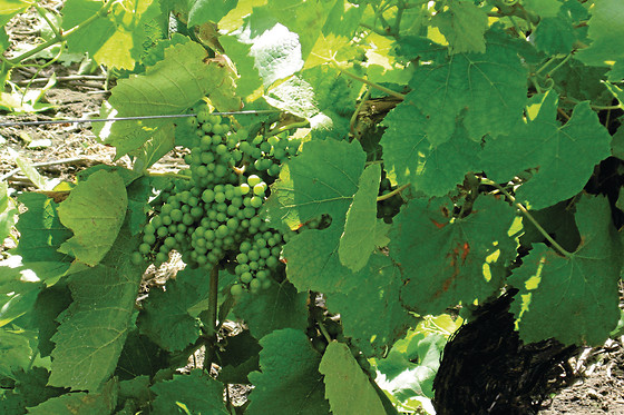 L'école du vin Ludivinum - photo 3