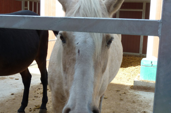 Zucht- und Reitstall Gentinetta - photo 4