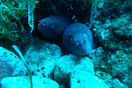 SCUBA ELX