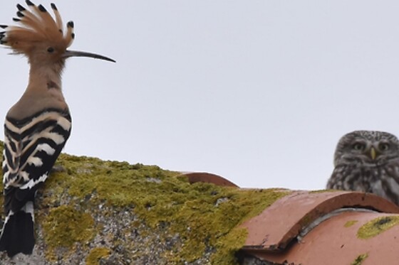 Plume de nature - photo 3