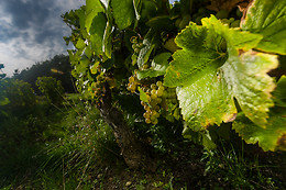 Champagne de Barfontarc
