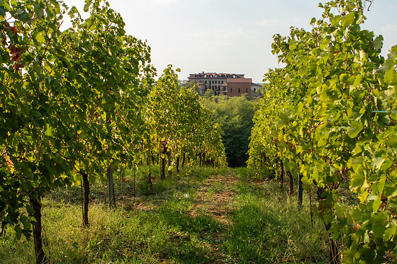Poderi di San Pietro - photo 5