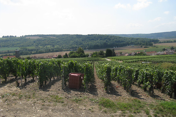 Champagne Pierre Laurent - photo 9
