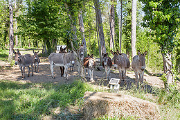 Les Anes de Forcalquier