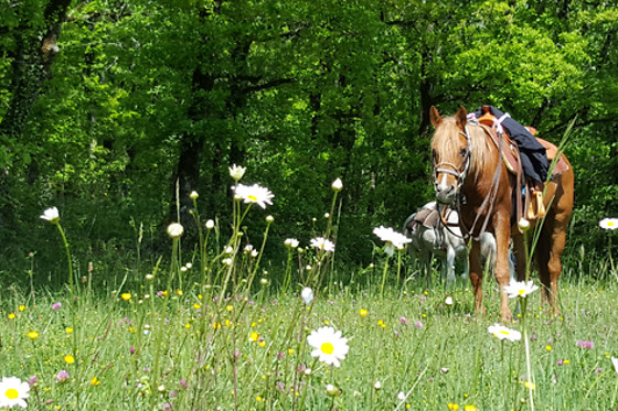 Cowboy Legend Ranch - photo 4