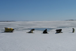 Parc du chien nordique