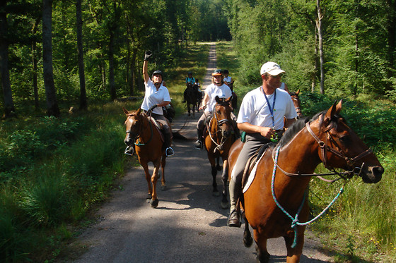Zucht- und Reitstall Gentinetta - photo 7