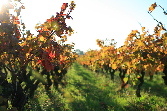 Domaine Virgile Joly et Cie - photo 4