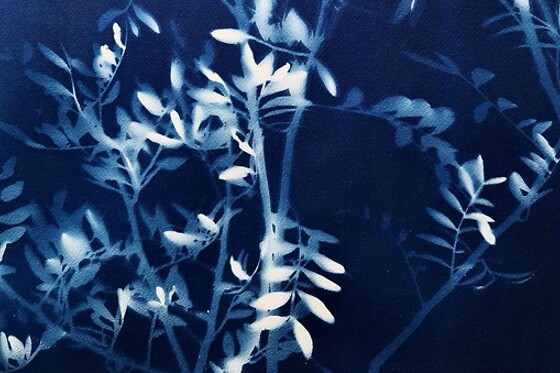 Carasco - photo 0