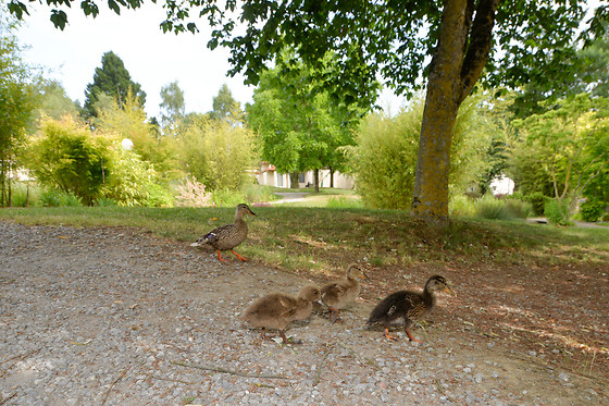Les Jardins de l'Anjou - photo 5