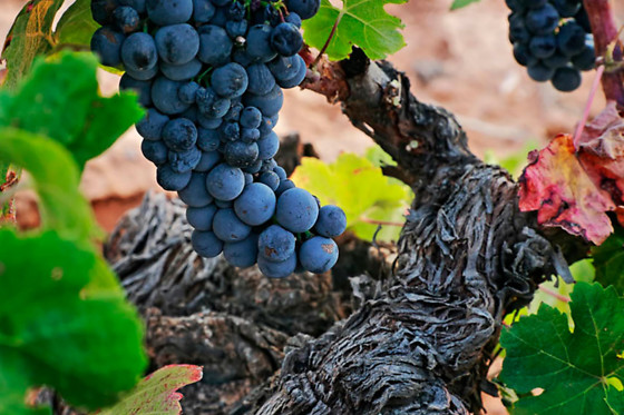 BODEGA CAMPOS DE DULCINEA - photo 1