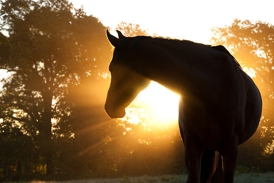 Espace Equestre du Pays de Retz - photo 4