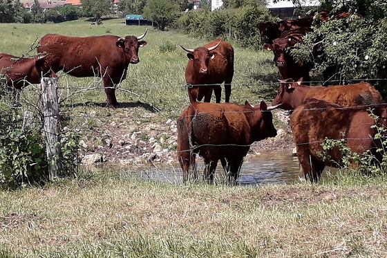 La Ferme du Vallon - photo 2