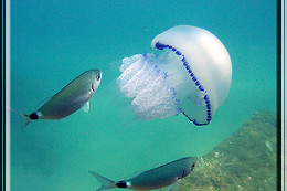 Capes plongée