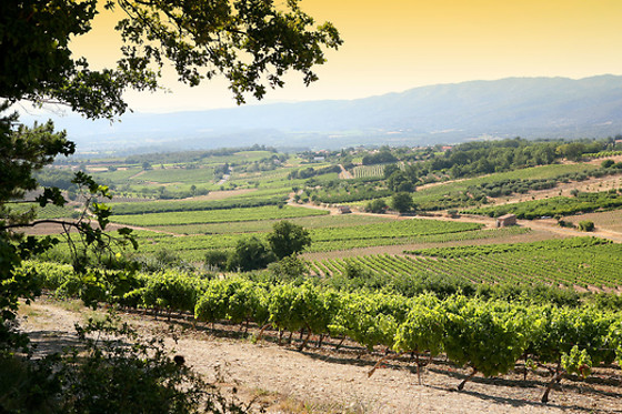 Vignerons du Mont Ventoux - photo 1