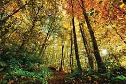 BOYER SPORT NATURE