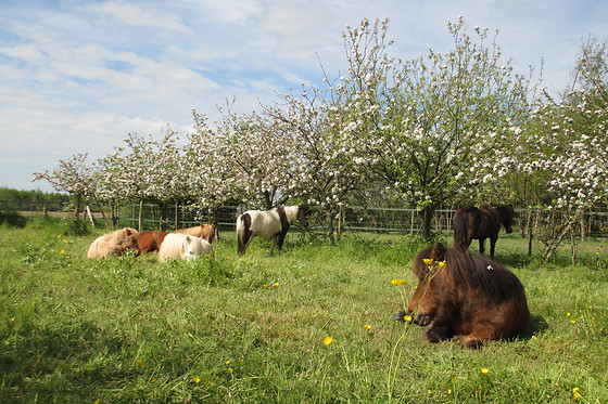 Espace Equestre du Pays de Retz - photo 2