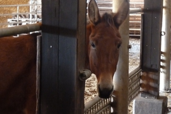 Zucht- und Reitstall Gentinetta - photo 0