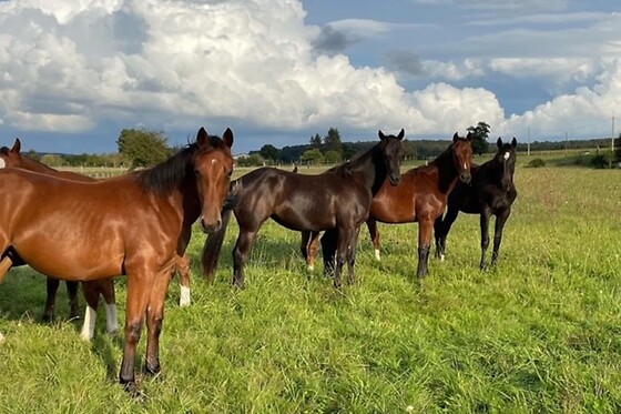 Equicoaching - photo 0