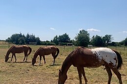 Equicoaching
