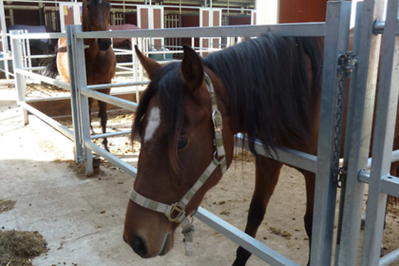 Zucht- und Reitstall Gentinetta - photo 3