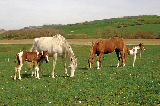 La Ferme du Vallon - photo 0