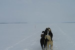 Parc du chien nordique